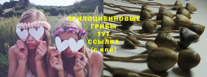 Псилоцибиновые грибы Cubensis Малая Вишера